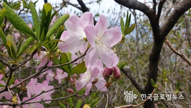 덕유산 산철쭉