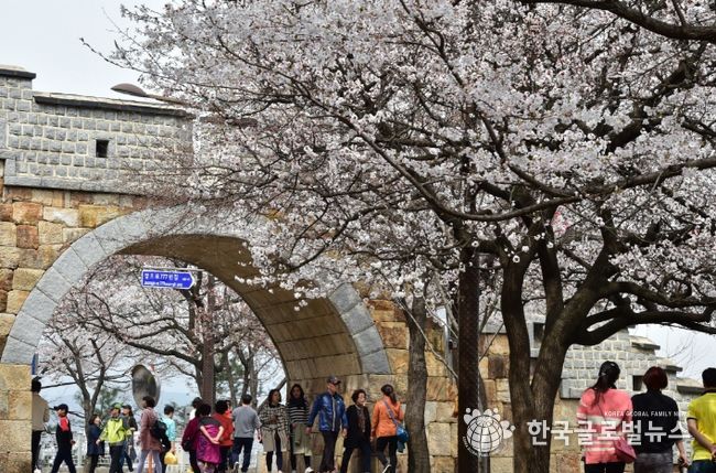 수원화성 성벽과 어우러진 벚꽃을 볼 수 있는 팔달산