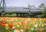오산시 도심 속 자연의 선물, ‘오산천’ 꽃길 따라 문화와 쉼이 흐른다