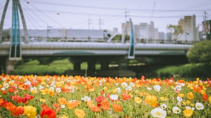 오산시 도심 속 자연의 선물, ‘오산천’ 꽃길 따라 문화와 쉼이 흐른다