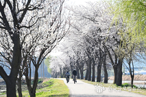 발걸음마다 벚꽃 비 내리는 시흥, 도심 곳곳 봄꽃 절정