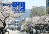 시흥시, 바람따라 꽃비내리는 도심가, 활짝 핀 벚꽃 이 주는 여유로 행복 나들이 하기 좋은 곳