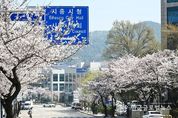시흥시, 바람따라 꽃비내리는 도심가, 활짝 핀 벚꽃 이 주는 여유로 행복 나들이 하기 좋은 곳