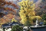 [기획특집 ] 매력 넘치는 양평군,"자연·역사·감성으로 , 동부권 관광콘텐츠로 지역 재개편 추진 "