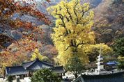 [기획특집 ] 매력 넘치는 양평군,"자연·역사·감성으로 , 동부권 관광콘텐츠로 지역 재개편 추진 "
