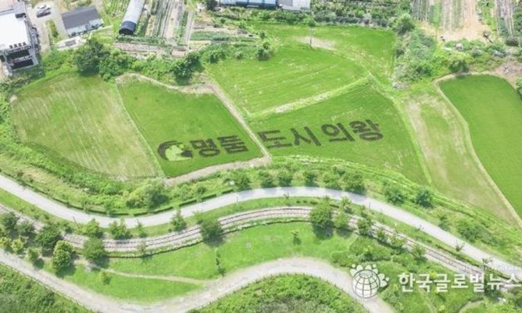 의왕시 ‘농촌 경관 벼 아트’, "명품도시 의왕"이색적 벼 아트 눈길 끌어