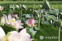 연꽃향에 젖은 의왕 왕송호수, 활짝 핀 '연꽃' 신비로운 자태 들어내