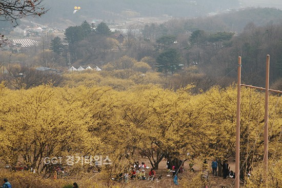 이천백사 산수유 꽃 축제...100년 이상 된 산수유나무 군락지ⓒ경기타임스