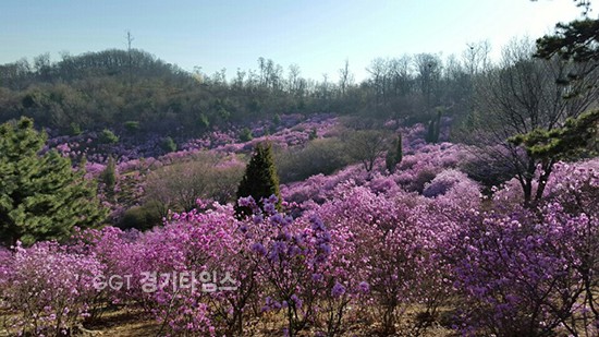 부천시 원미산 진달래꽃 축제’ⓒ경기타임스