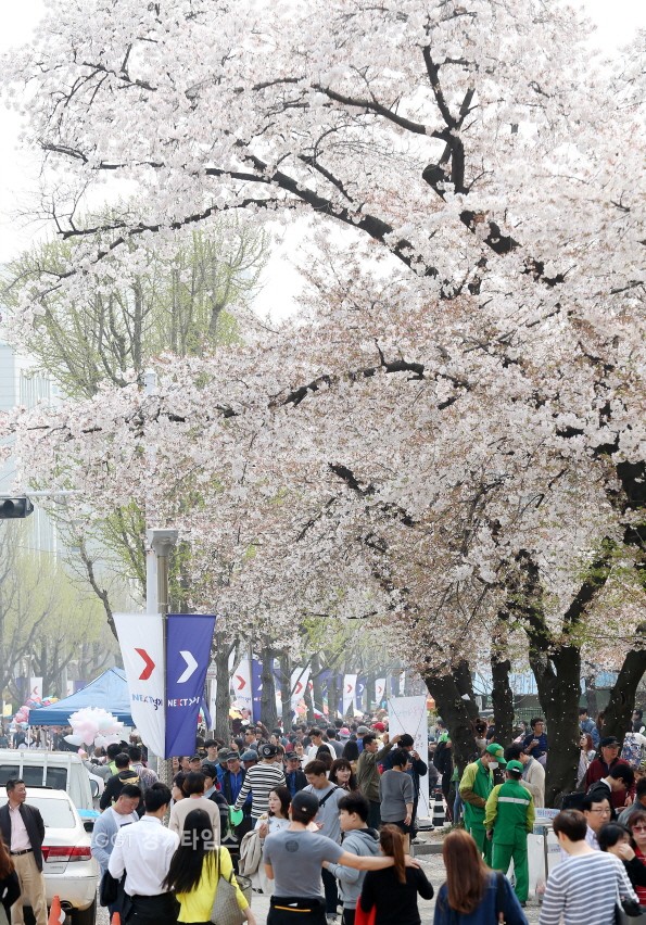 경기도청 벚꽃 축제’ⓒ경기타임스