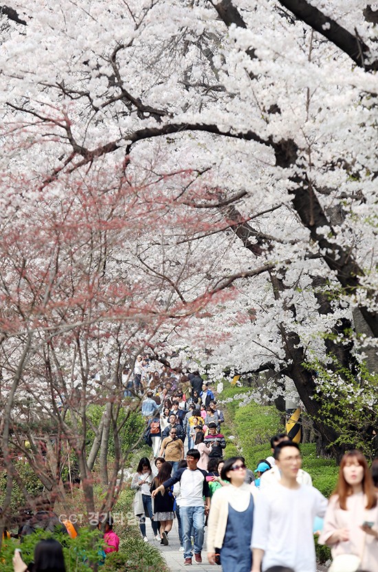 경기도청 벗꽃길ⓒ경기타임스