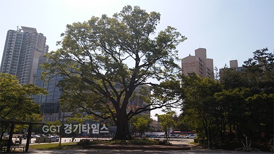 수원 단오어린이공원 내 느티나무ⓒ경기타임스