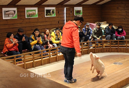 이천시 율면 돼지보러오면돼지농장ⓒ경기타임스