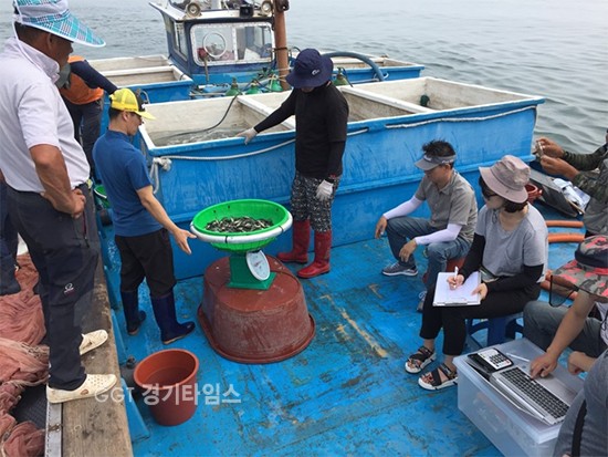 13일 화성시, 국화도와 입파도 우럭 120만 마리 방류ⓒ경기타임스