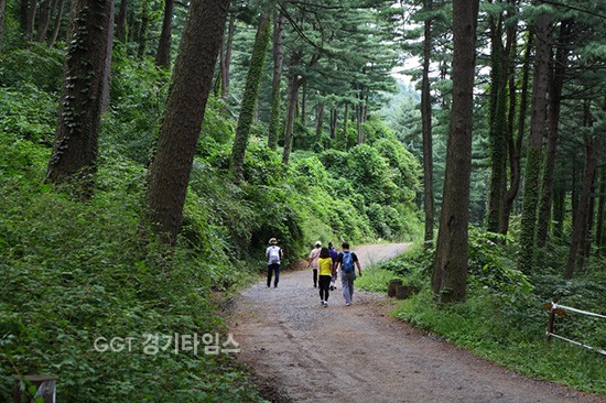 산림치유 힐링 트레킹 '경기도 잣 향기 푸른 숲'(경기도 가평군)ⓒ경기타임스