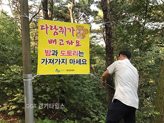 수원시 공무원이 등산로에 야생동물 겨울 먹잇감 채취 자제를 알리는 현수막을 걸고 있다.ⓒ경기타임스