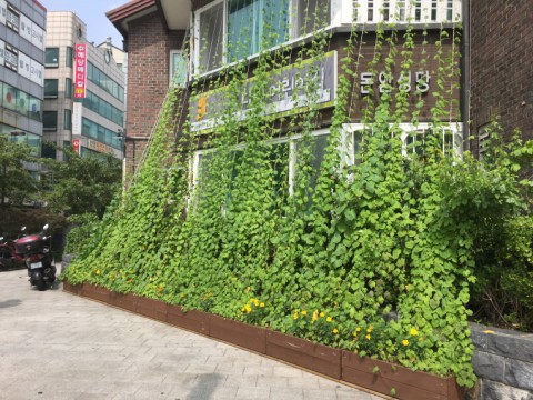 ▲ 가든프로젝트, 시흥시에 국내 최대 규모의 그린커튼 조성