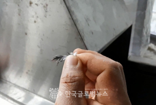 위생불랑(깃털) 위생불랑(깃털)