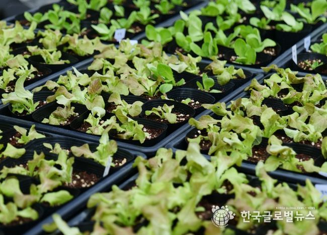 용인특례시가 농촌테마파크에서 주말마다 모종나눔행사를 연다