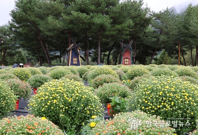가평군, 알록달록 자라섬 가을 꽃 축제 인기 만발