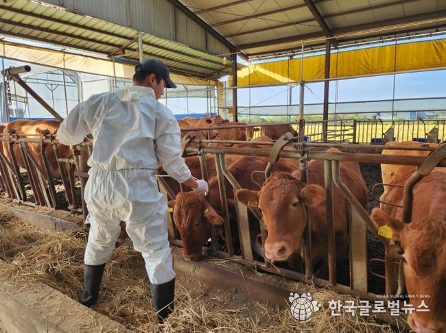 용인특례시 공수의사가 처인구의 한 농가에서 구제역백신을 접종하고 있다.