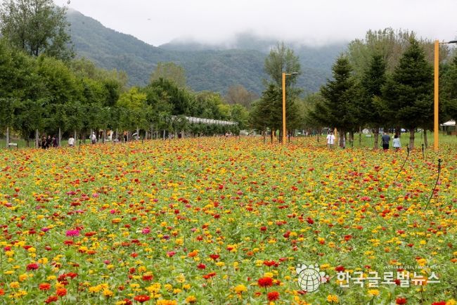 지난해가을에열린 자라섬꽃축제현장