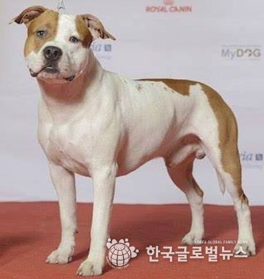 아메리칸 스태퍼드셔 테리어