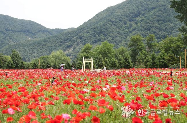 지난해 열린 봄꽃 축제 전경