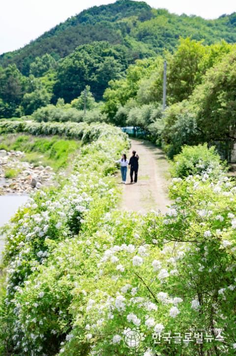 ‘산청 금포림서 찔레꽃 향에 취해보세요’