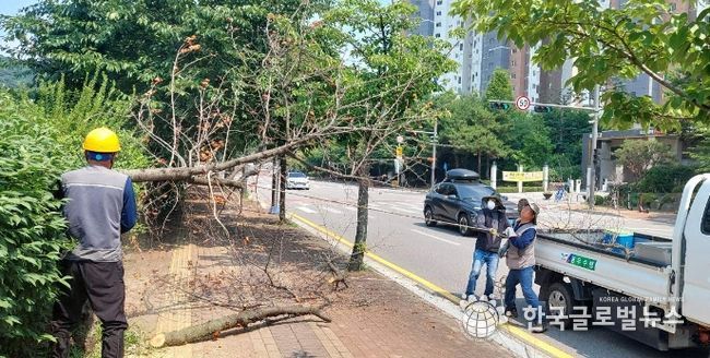 오산시, 호우 대비 고사목 제거 등 수목 정비