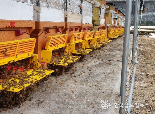 경기도, 꿀벌 집단폐사 대응 위한 양봉농가 특별 교육 실시