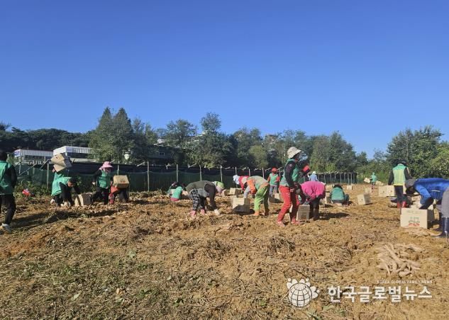 화성시 장안면 새마을회, 사랑의 고구마캐기 행사 진행