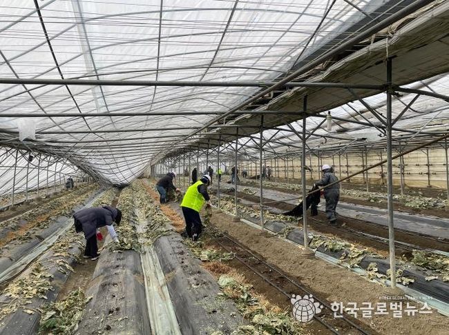 오산시, 폭설피해 농가 복구지원 활동