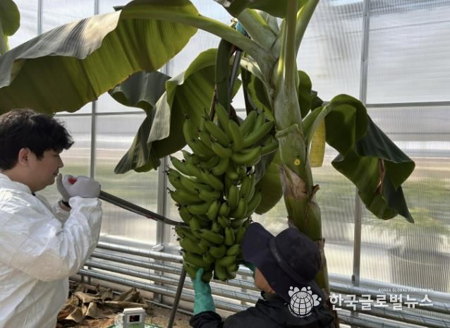 용인특례시는 아열대 작물 과학영농시설에서 바나나 첫 수확에 성공했다