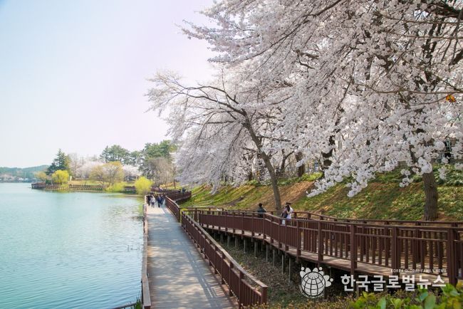 감성 봄 여행지(군산-은파호수공원)-군산시 제공