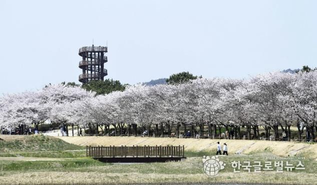 갯골생태공원 벚꽃터널
