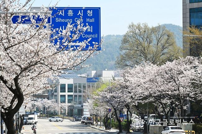 시흥시, 활짝 핀 벚꽃 아래 시민 마음도 봄날