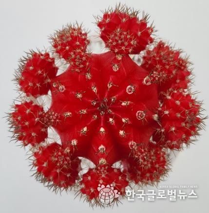 비모란선인장 레드윈