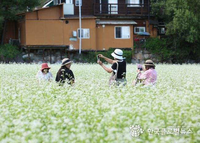 평창효석문화제