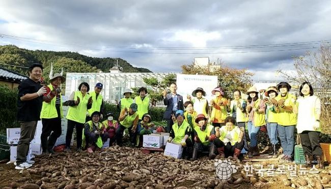 양평군 청운면 지역사회보장협의체, 고구마 수확으로 이웃 사랑 실천