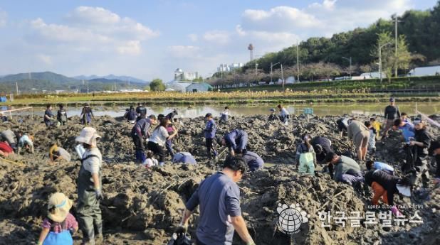 시흥시, 곤충 잡고, 연근 캐며 가족과 추억 쌓은 연근캐기 행사 마쳐