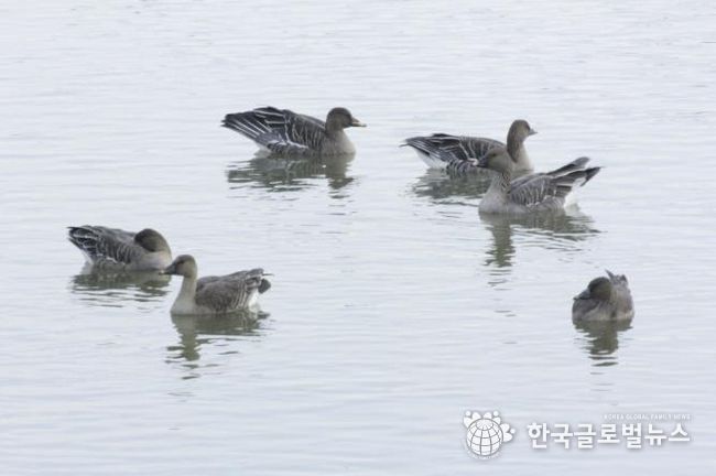 의왕 조류생태과학관, 멸종위기종‘큰기러기’왕송호수에 찾아와