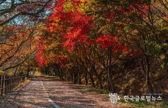 울긋불긋 단풍·은빛 억새…빛고을의 가을 파노라마