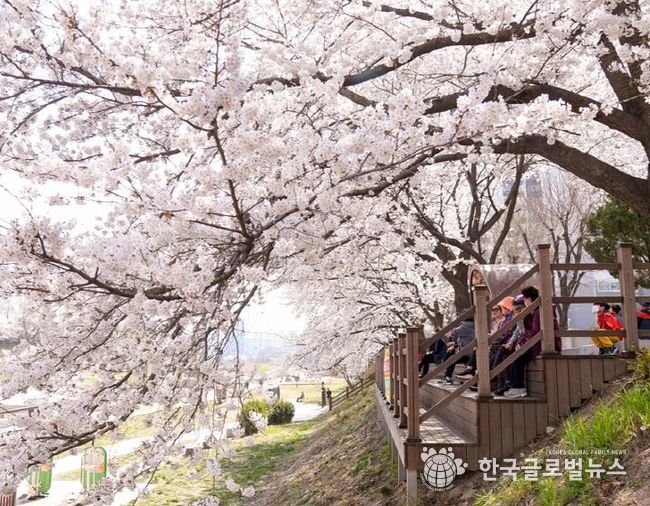 중랑천변 벚꽃길