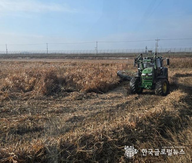 한강하구 자생 갈대 수거