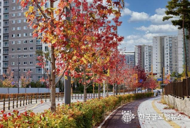 곡선로에 있는 미국풍나무 가로수 단풍 전경