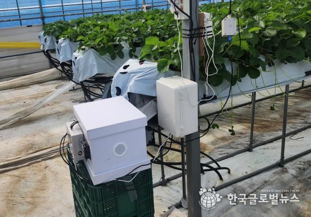 딸기 농가에 설치된 디지털 벌통 사진