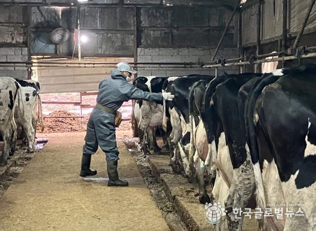 산업동물 공수의사 소 결핵병 공동검진 사진