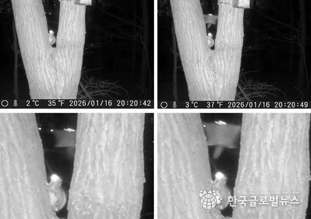 성남 영장산 일대 무인센서 관찰카메라에 포착된 하늘다람쥐