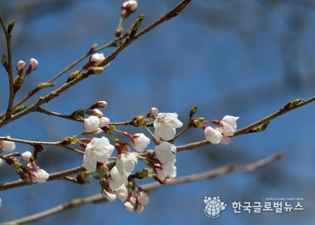 물향기수목원 왕벚나무 전경